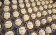 branded logo cupcakes trade shows conferance southamptom Hilton Ages Bowl event trade show wow cupcakes 